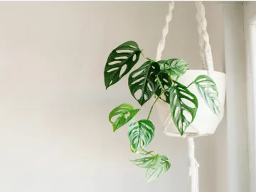 Las plantas colgantes más decorativas, fáciles de cuidar y la mejor forma de lucirlas