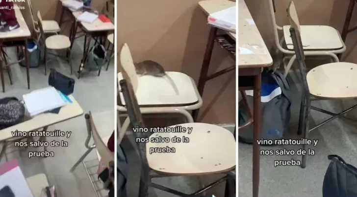 Una rata entró al aula y los salvó de un examen