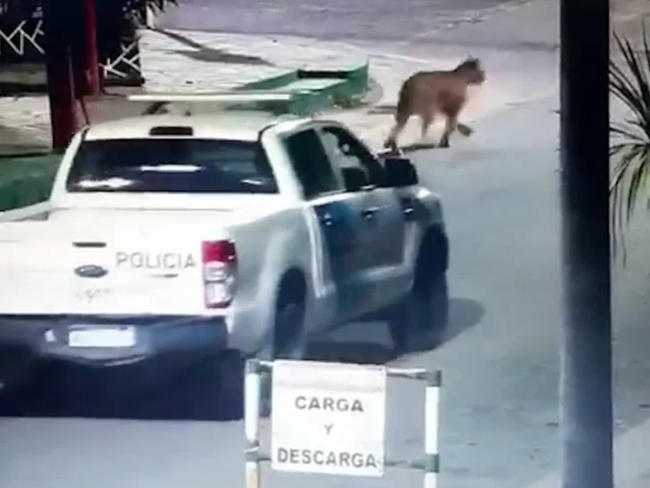 Tuvieron que suspender el dictado de clases en Villa Gesell por la aparición de dos pumas