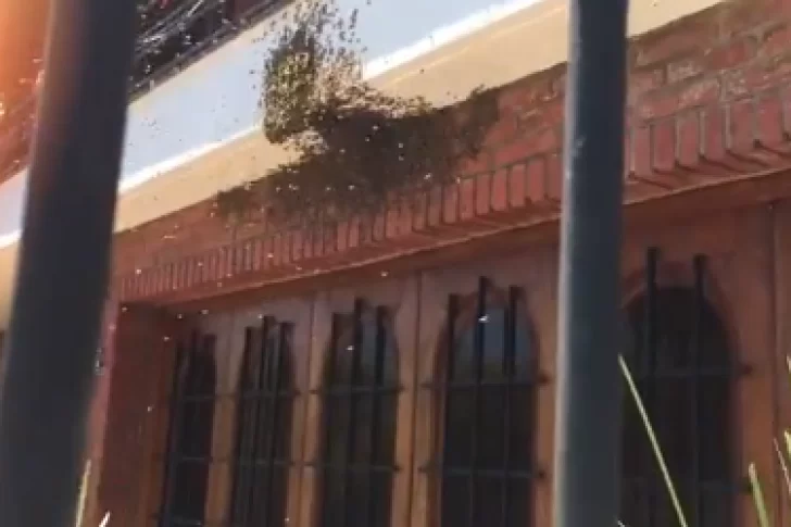 Pánico en Mar del Plata por un enjambre de abejas en plena calle