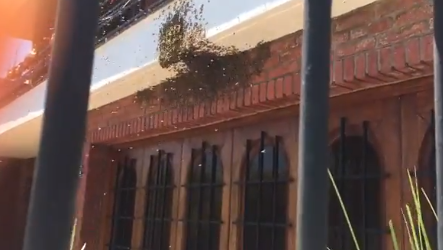 Pánico en Mar del Plata por un enjambre de abejas en plena calle