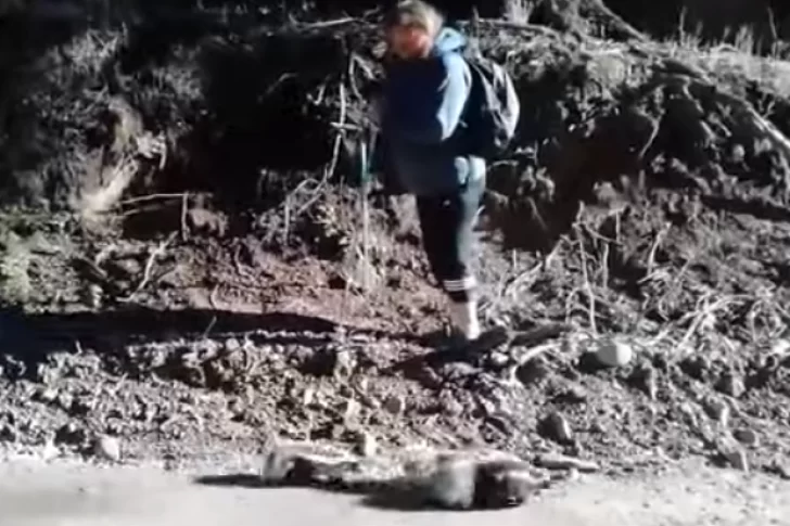 Intentaron fotografiar a zorrinos y terminaron corriendo para que no los atacaran