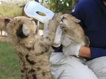 Ya buscan nombre para los pumitas del Faunístico: cómo participar