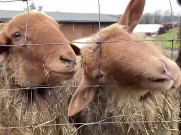 [VIDEO] Cientos de ovejas llaman a vacunarse contra el Covid-19