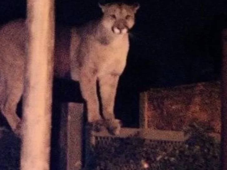 Buscan a un puma que mató a un caniche en una finca de Ullum