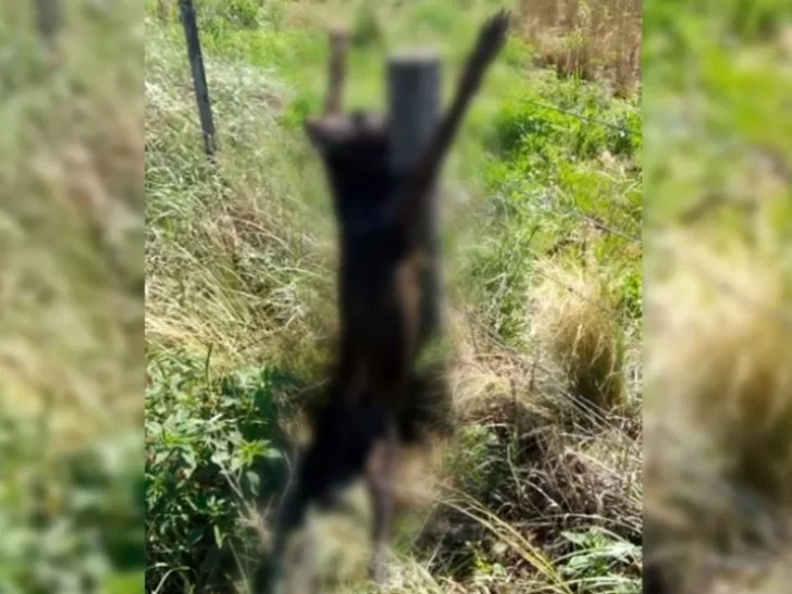 Un perro de caza se metió en su campo, lo mató y lo crucificó en el alambrado
