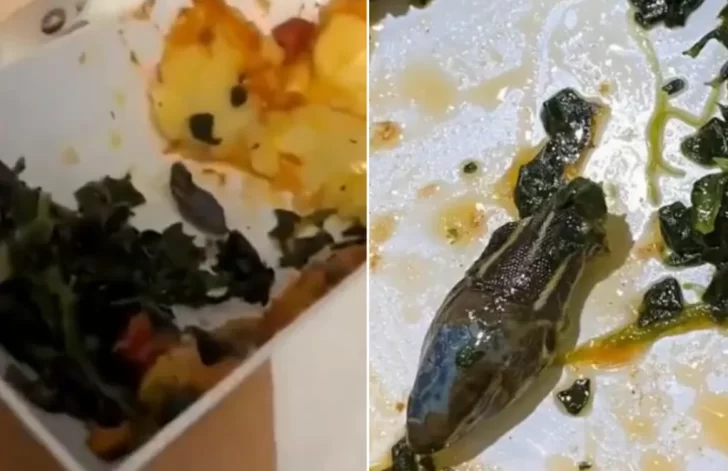 Encontró la cabeza de un animal en la ensalada que le sirvieron en el avión