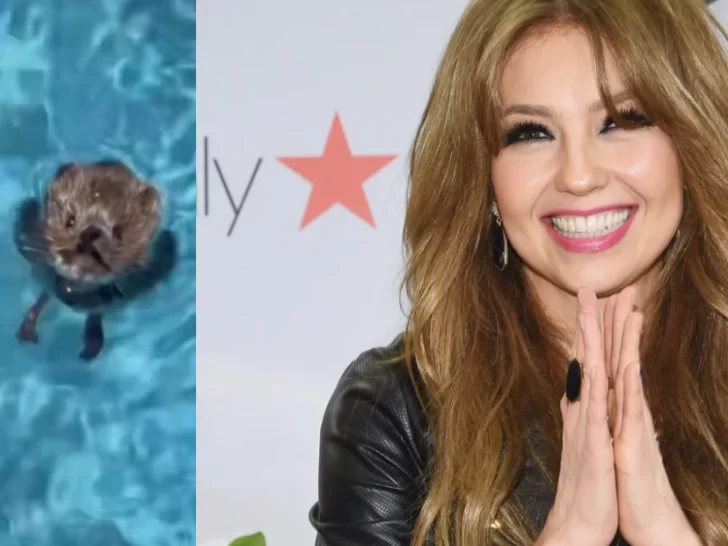 Thalía salvó a una rata de morir ahogada en su pileta y no tardó en hacerse viral