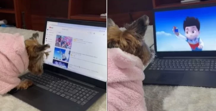 Perrita tecno: aprendió a usar la computadora para ver dibujitos