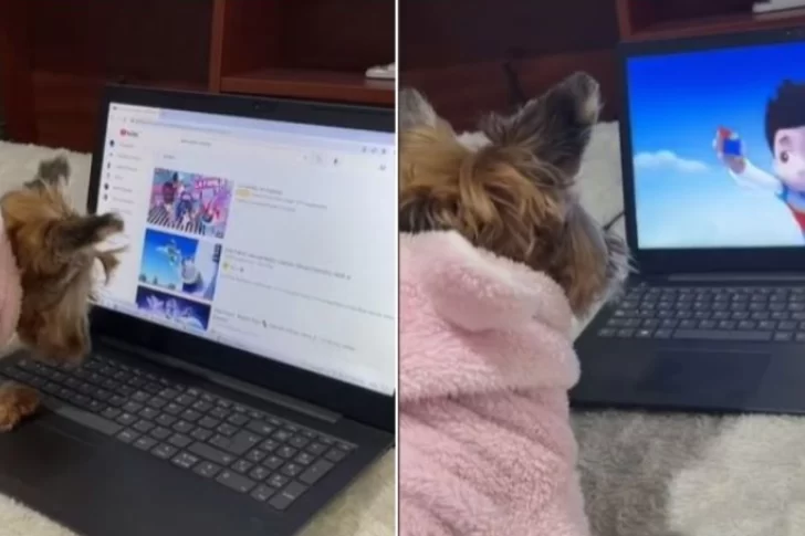 Perrita tecno: aprendió a usar la computadora para ver dibujitos