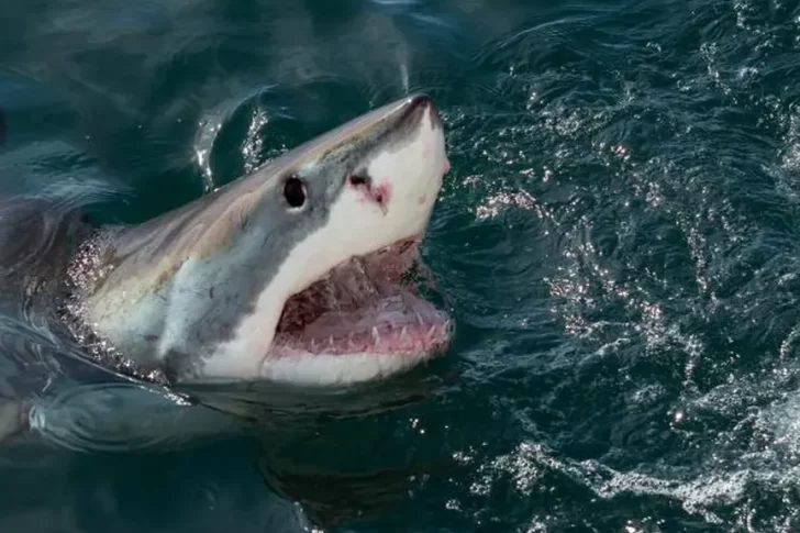 Un tiburón se tragó una cámara: cómo se ve el interior de su cuerpo