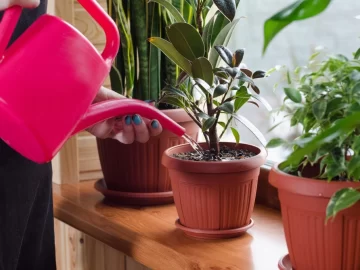 El truco para regar las plantas de casa cuando estás de viaje