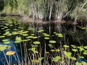 Hallan una extraña serpiente peluda y venenosa de 60 cm de largo