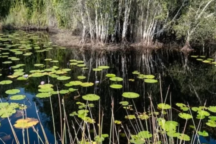 Hallan una extraña serpiente peluda y venenosa de 60 cm de largo