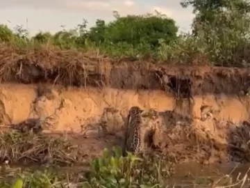 Impresionante momento: un yaguareté caza una boa curiyú en el río Paraná