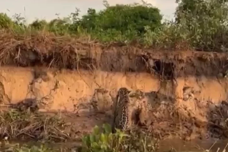 Impresionante momento: un yaguareté caza una boa curiyú en el río Paraná
