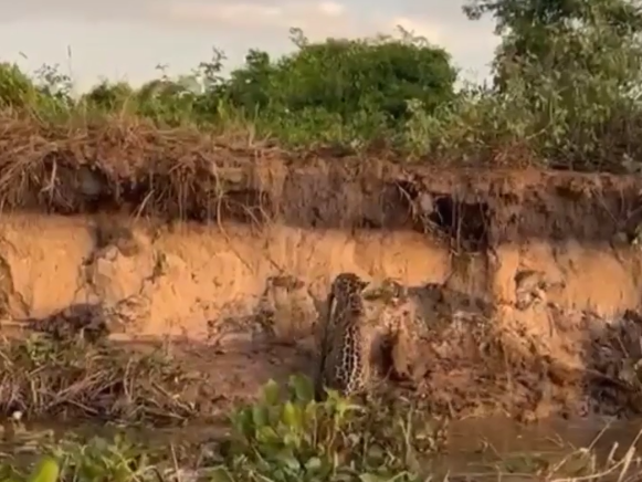 Impresionante momento: un yaguareté caza una boa curiyú en el río Paraná