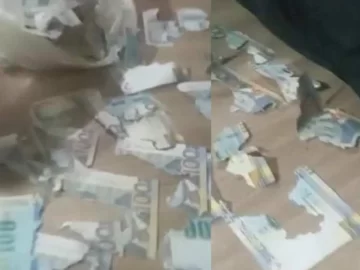 Una rata se comió sus ahorros de casi $100 mil