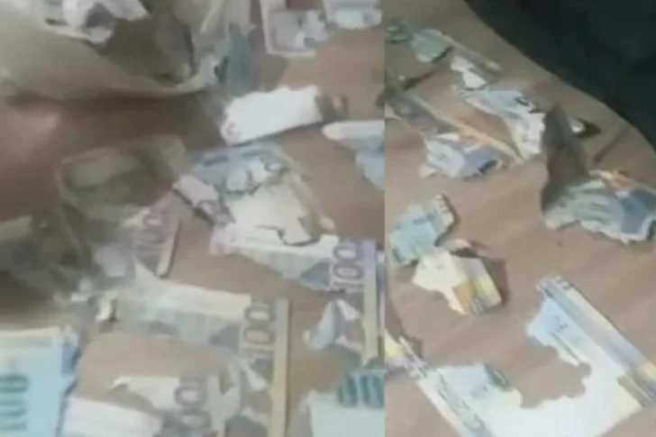 Una rata se comió sus ahorros de casi $100 mil