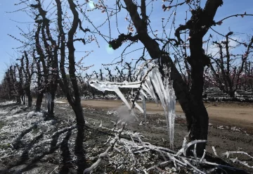 Mendoza anunciará la Emergencia Agrícola luego de las heladas tardías