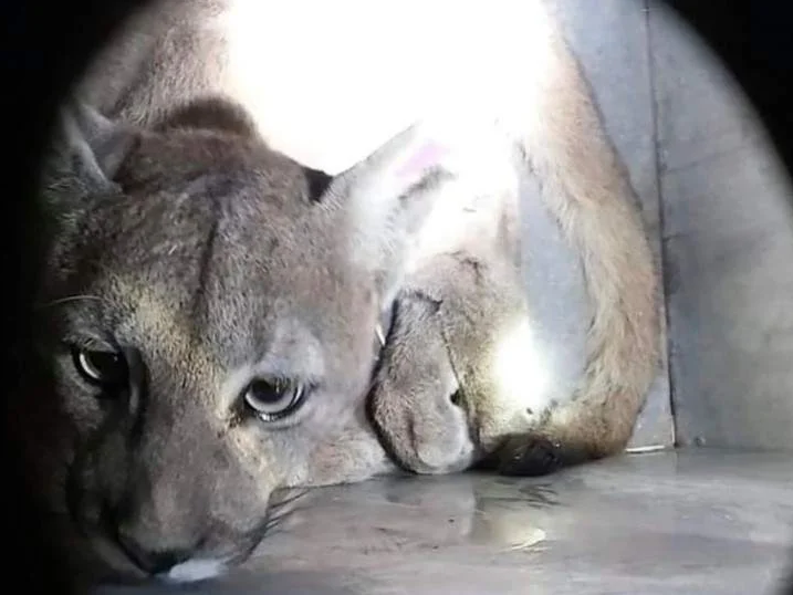 Un puma recorrió el túnel Cristo Redentor y tuvieron que sacarlo los operarios