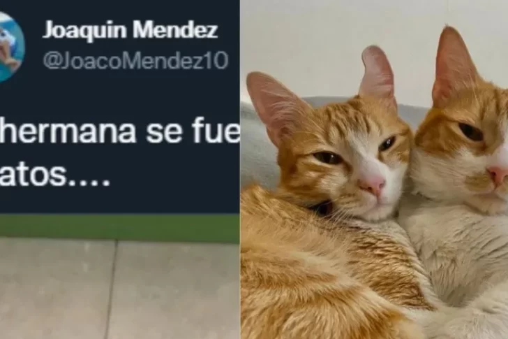 Las excéntricas indicaciones de una chica a su hermano encargado de cuidarle los gatitos