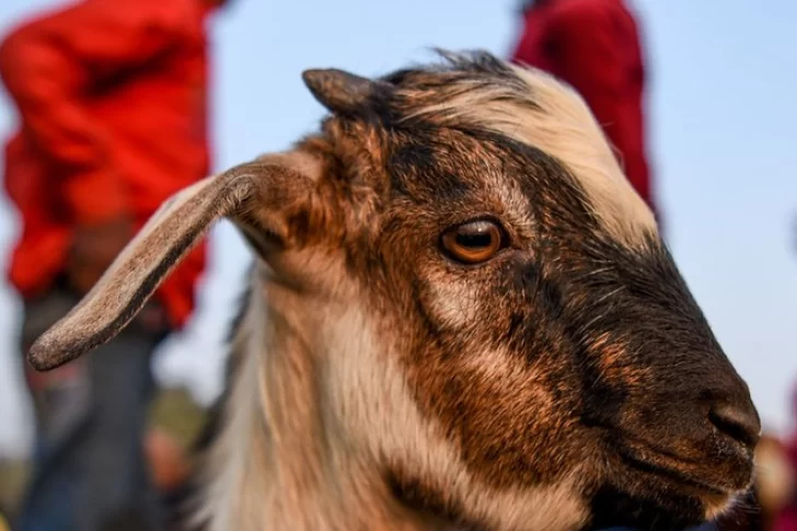 Un sacerdote ebrio iba sacrificar a una cabra pero degolló al hombre que sostenía al animal