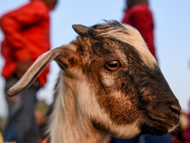 Un sacerdote ebrio iba sacrificar a una cabra pero degolló al hombre que sostenía al animal