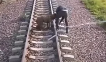 Dejaron atado a un perro en las vías del tren y el maquinista paró la formación para salvarlo