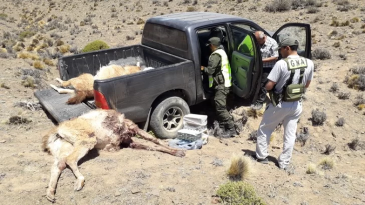 Atraparon a un hombre armado que cazaba guanacos en una reserva natural