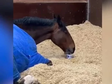 [VIDEO] Un caballo de la policía inglesa toma té para arrancar el día