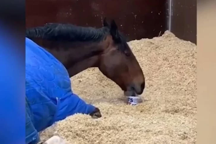 [VIDEO] Un caballo de la policía inglesa toma té para arrancar el día