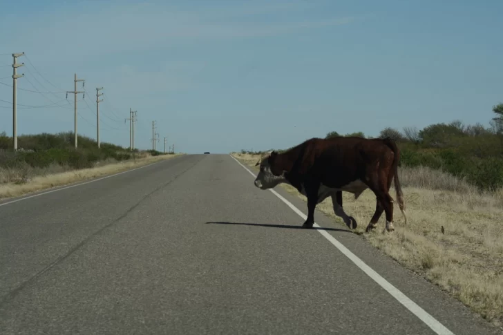 Esquivó un animal en la ruta, reventó un neumático y terminó volcando