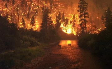 Una intensa ola de calor en Europa genera grandes incendios en Italia, España y Francia