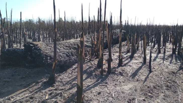 El desolador panorama del Parque Sarmiento luego del arrasador paso del fuego