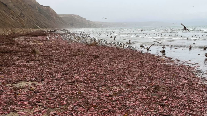 Invasión de “peces pene” en playas paradisíacas