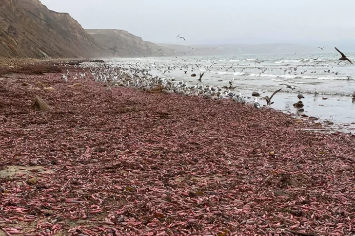 Invasión de “peces pene” en playas paradisíacas