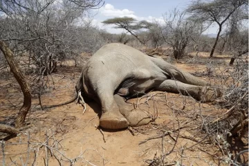 Sequía en Kenia: muerte de 205 elefantes y otros 1.030 animales salvajes