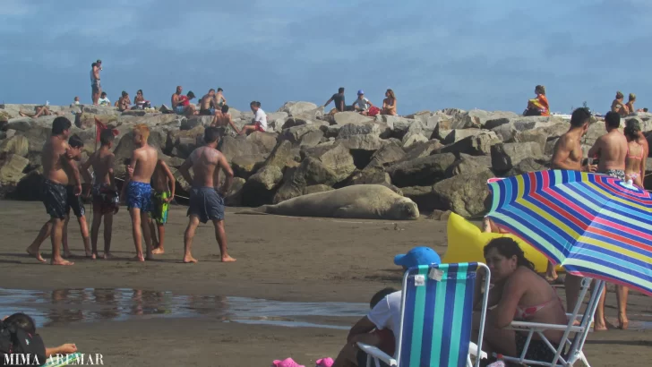 Un elefante marino apareció en una playa de Mar del Plata entre los turistas