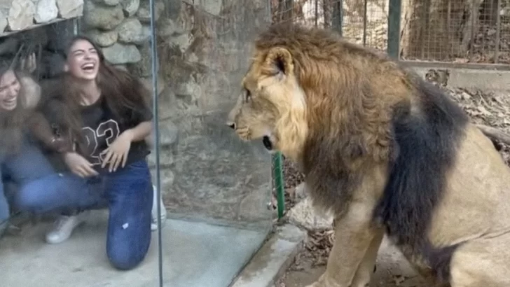 Instalan una caja para visitantes en la jaula de un león en un zoo y causan indignación