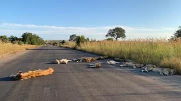 Por la ausencia de los safaris, los leones aprovecharon a dormir en la ruta