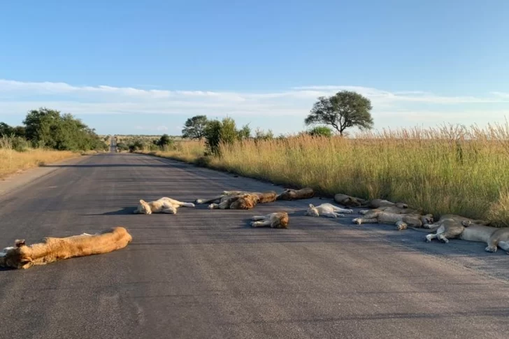 Por la ausencia de los safaris, los leones aprovecharon a dormir en la ruta