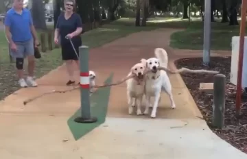 Dos perros con una gran rama protagonizaron un video que se volvió viral