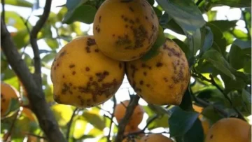 Por la “mancha negra”, suspenden la exportación de limones a Europa