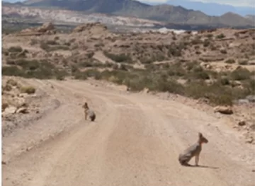 El sorprendente efecto del turismo en Ischigualasto que repercute en las maras