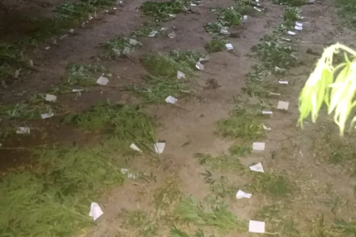 Huyeron de la policía, los siguieron y les encontraron una plantación de marihuana