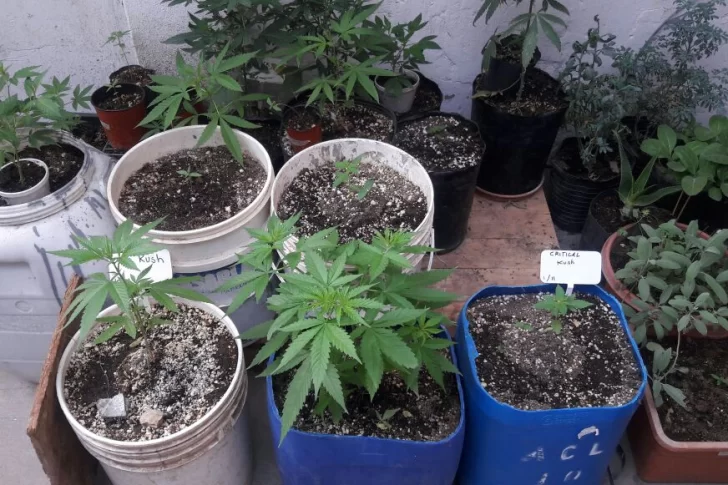 Fueron a buscar elementos robados y terminaron hallando plantas de marihuana