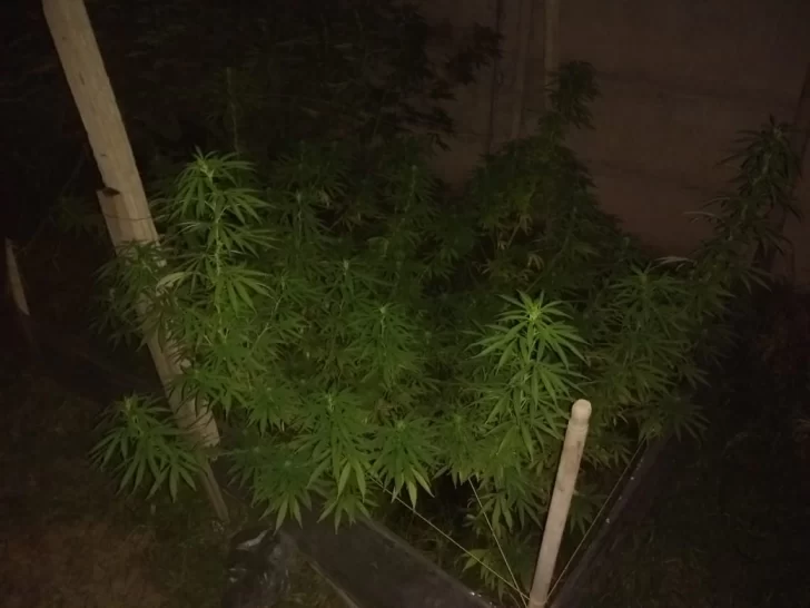 Fueron a buscar elementos robados y terminaron hallando plantas de marihuana