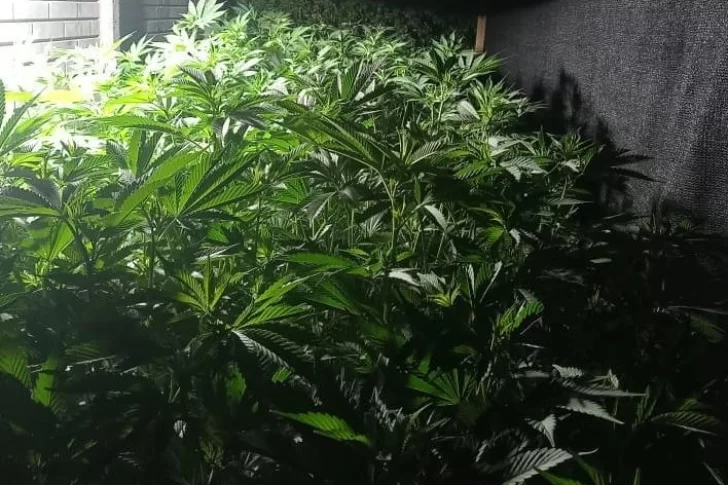 Hallan un sofisticado invernadero con marihuana en el fondo de su casa en Santa Lucía