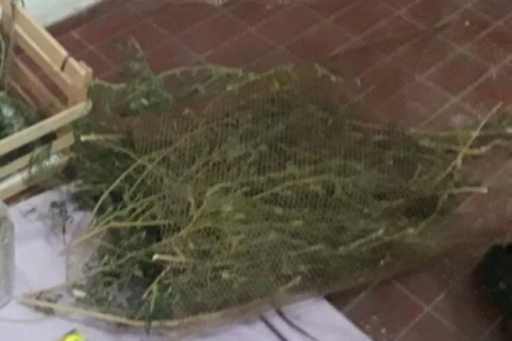 Allanaron una casa por hurto y encontraron una plantación de marihuana